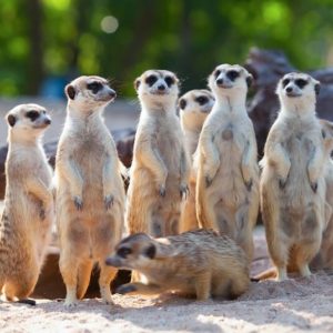 Meerkat & Porcupine Experience Package
