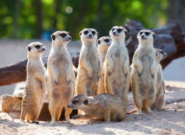 Meerkat & Porcupine Experience Package